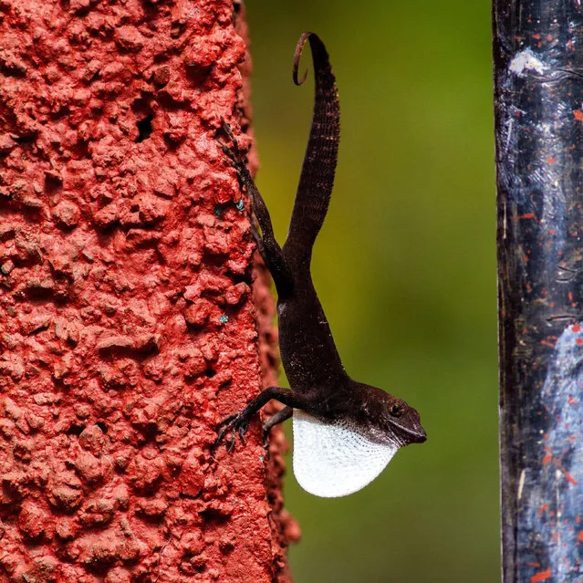 A Cuban white-fanned anole, Anolis homolechis, spreading its dewlap in courtship or territorially in Vinales, western Cuba. (Photo by Rebecca Cole/Alamy Stock Photo)