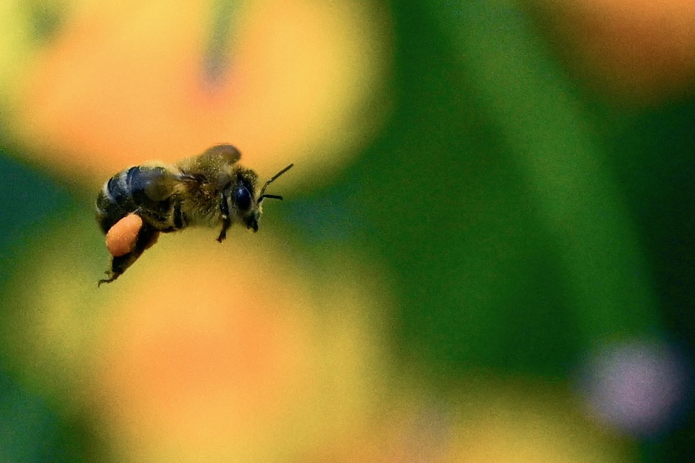 Some Photos: Insects