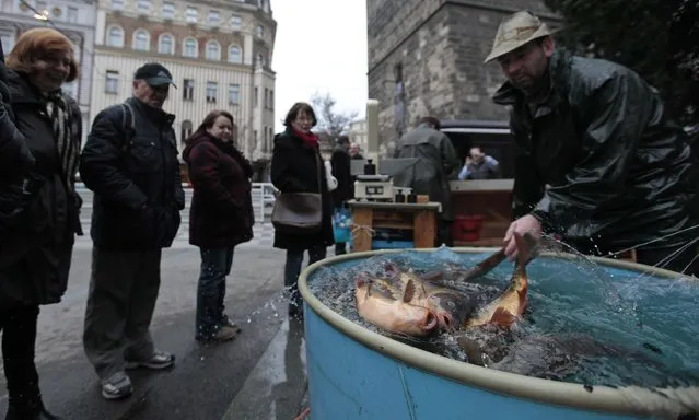 A street vendor pulls out carp from a plastic tank at a market in central Prague December 22, 2014. Carp is traditionally served for Christmas Eve dinner in the Czech Republic. (Photo by David W. Cerny/Reuters)