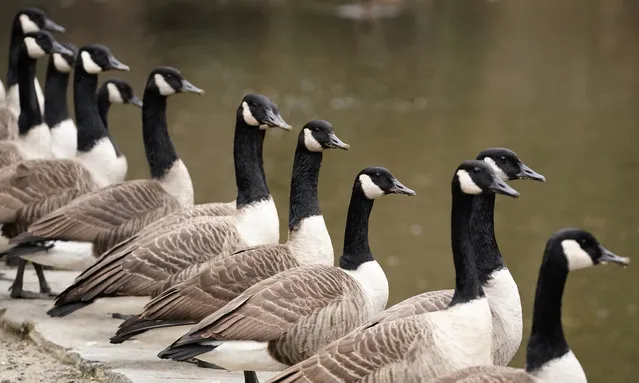 Canada geese line up along the Wissahickon creek, Wednesday, December 2, 2020, in Philadelphia. (Photo by Matt Slocum/AP Photo)