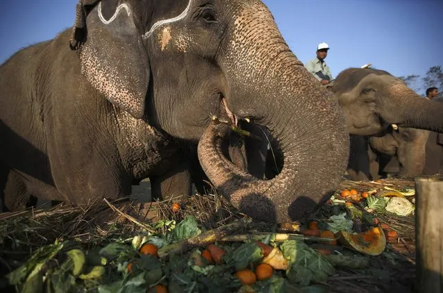 Elephants feed at a feast during the Elephant Festival event at Sauraha in Chitwan, south of Kathmandu December 27, 2014. (Photo by Navesh Chitrakar/Reuters)