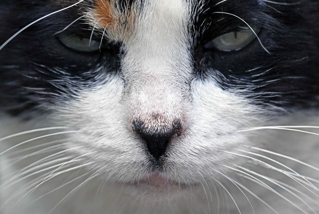 View of a cat at the Miraflores Central Park, commonly known as the  “Cats Park”  in Lima, Peru, on October 22, 2025. The cats first appeared in the park in the 1990s, when the municipality introduced them to help control a rat infestation. Today, more than a hundred cats live there, cared for by a group of volunteers who feed them, provide medical treatment when needed, and promote their adoption. (Photo by Raul Arboleda/AFP Photo)