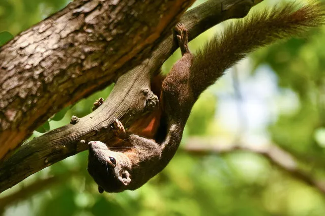 A squirrel holds onto a tree branch at West Coast park in Singapore on April 11, 2023. (Photo by Roslan Rahman/AFP Photo)