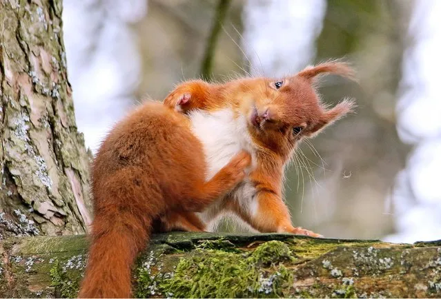This red squirrel appears to be going through its stretches as it sits on a branch in a tree in Lockerbie in Scotland in the last decade of April 2023. (Photo by Stephen Plant/Solent News & Photo Agency)