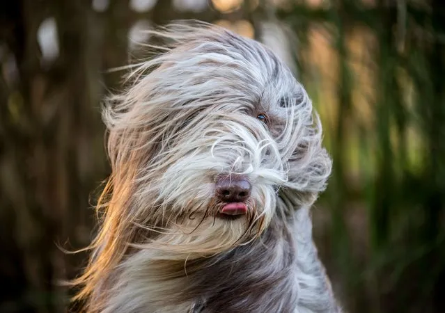 Bearded collie “Paddy” has his hair streaming in the wind on January 10, 2015 in Lengenfeld, southern Germany. Meteorologists forecast storm front “Felix” to sweep over wide parts of the country. (Photo by Nicolas Armer/AFP Photo)