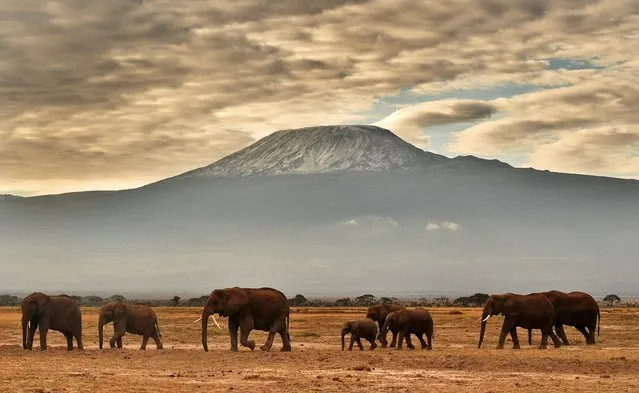 A herd of elephants walk in front of Mount Kilimanjaro in Amboseli National Park on November 3, 2016. (Photo by Carl De Souza/AFP Photo)