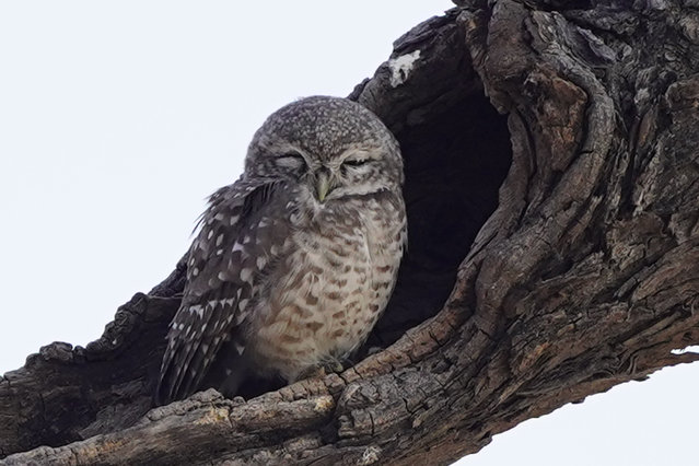 An owl takes a nap in its nest on a tree on the outskirts of Pushkar, India, on December 10, 2025. (Photo by Himanshu Sharma/NurPhoto/Rex Features/Shutterstock)