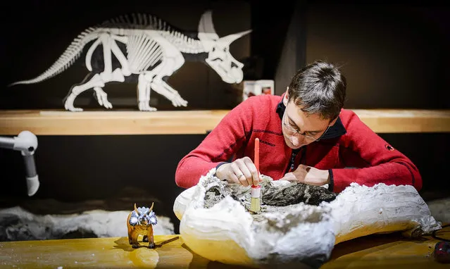 A member of the Leiden Museum Naturalis unpacks and cleans the bones of a 66 million-year-old dinosaur species Triceratops in Leiden, The Netherlands, 09 December 2015. An expedition team of Naturalis excavated in the state of Wyoming a whopping five skeletons in September last year. This was the first time the bones were shown. (Photo by Remko De Waal/EPA)