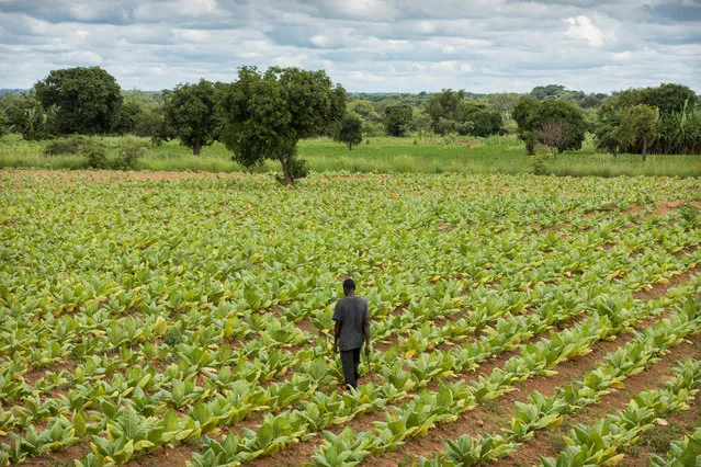 Life as tenant farmers in Kasungu, northern Malawi, can be a struggle for families trapped in poverty, who feel forced to rely on their children’s help, impacting schooling. Here: A tobacco field at a farm in Kasungu region, Malawi. Tobacco is the country’s most important export crop, with tobacco leaf from Malawi filling cigarettes found all over the world. (Photo by David Levene/The Guardian)