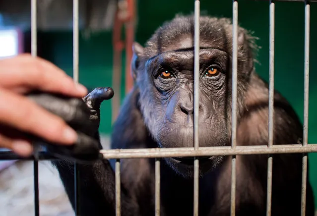 A picture made available on 04 December 2015 shows chimpanzee Robby seen in his enclosure at the 'Belly' circus in Celle, Germany, 03 December 2015. The administrative court in Lueneburg is to decide Robby's future after veterinary authorities did not renew the Zirkushaltung (lit. circus-keeping) permit. (Photo by Julian Stratenschulte/EPA)