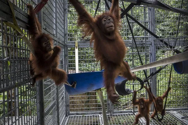 Sumatran orangutans are seen inside a cage at the rehabilitation center, November 10, 2016, in Kuta Mbelin, Indonesia. The Sumatran Orangutan Conservation Program (SOCP) helps rehabilitate captive animals and release them back into the wild. (Photo by Ulet Ifansasti/Getty Images)
