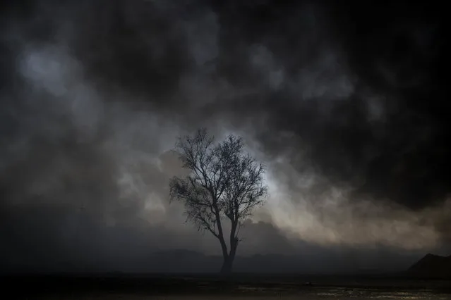 A tree stands among smoke from burning oil fields in Qayara, south of Mosul, Iraq, Tuesday, November 22, 2016. (Photo by Felipe Dana/AP Photo)