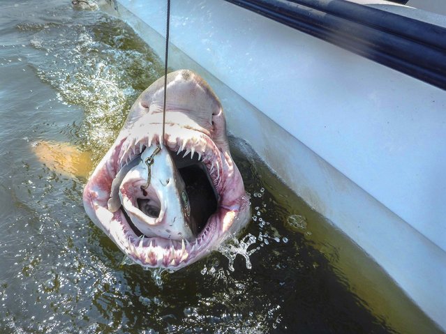 A smooth dogfish is swallowed by a sand tiger shark, which in turn was caught by researchers at the University of Delaware's Ocean Exploration, Remote Sensing, Biogeography (ORB) Lab. (Photo by University of Delaware)