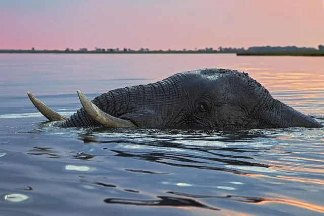 The huge bull elephant is not phased by the river blocking its path. Just its giant white tusks and trunk can be seen as it paddles for ten minutes under the slow-flowing river. Nature photographer Vincent Grafhorst travelled to the Chobe River, Botswana, to capture the special moment. (Photo by Vincent Grafhorst/Solent News & Photo Agency)