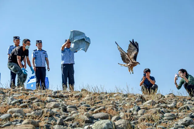 Police and animal protection society staff release Black Kite, a national second-class protected animal, in Altay, Xinjiang, China, August 31, 2023. (Photo by Costfoto/NurPhoto via Getty Images)