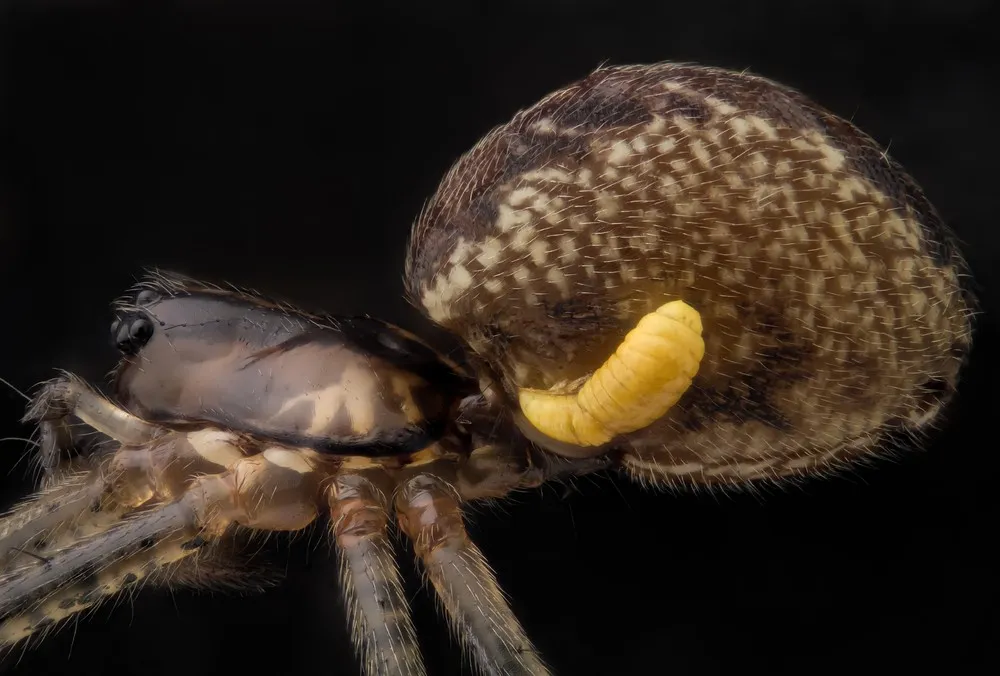 Nikon Small World Photomicrography Competition 2013