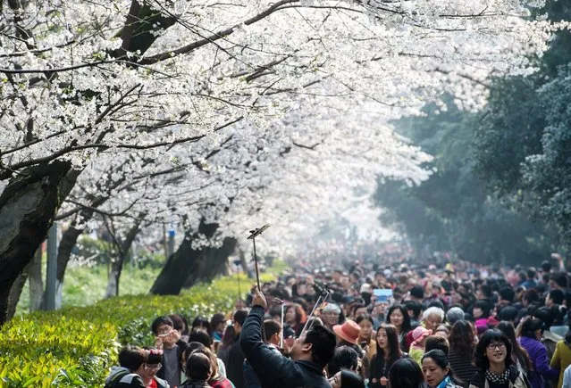 This picture taken on March 21, 2015 shows visitors walking amongst the cherry blossoms in Wuhan in central China's Hubei province.  The cherry blossoms, now in full bloom, attracted tens of thousands of visitors, local media reported. (Photo by AFP Photo/Stringer)