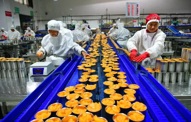 Employees work on the production line of canned orange at a food factory of Qugu International Agriculture Group on November 4, 2023 in Zigui County, Yichang City, Hubei Province of China. (Photo by Wang Huifu/VCG via Getty Images)