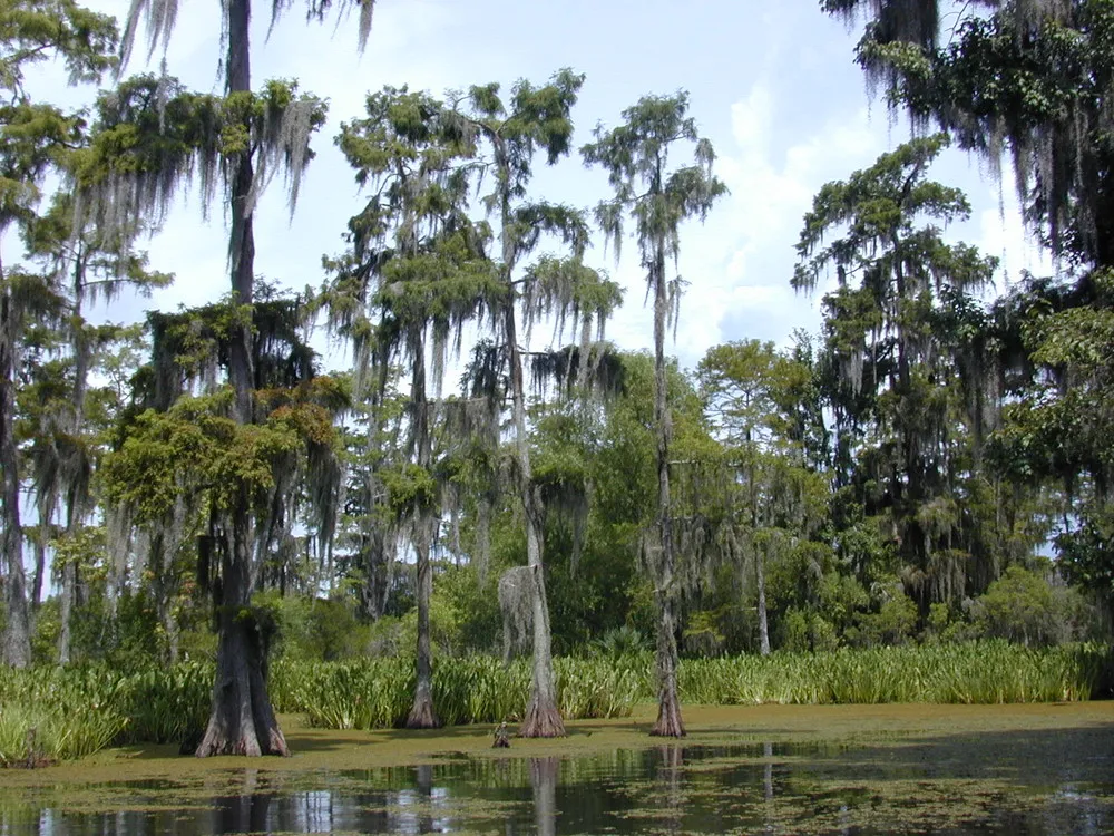 Louisiana Swamps
