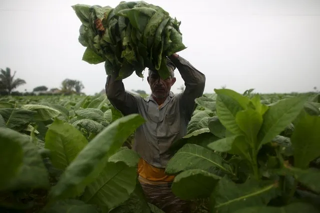 Farmer Javier Sancho, 47, picks tobacco leaves at a tobacco farm in Cuba's western province of Pinar del Rio, January 26, 2016. Picture taken January 26, 2016. (Photo by Alexandre Meneghini/Reuters)