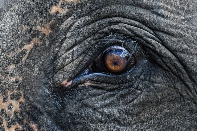 This photo taken on July 21, 2021 shows an elephant at Wild Elephant Valley, a nature reserve for wild elephants that also features elephant-themed shows for tourists, in Xishuangbanna in southwest China's Yunnan province. An elephant in the street is now a common sight for residents of the animals' home territory on the Myanmar-Laos border, where a recovering elephant population is being squeezed into ever-shrinking habitat, leading to growing human-elephant conflict. (Photo by Hector Retamal/AFP Photo)