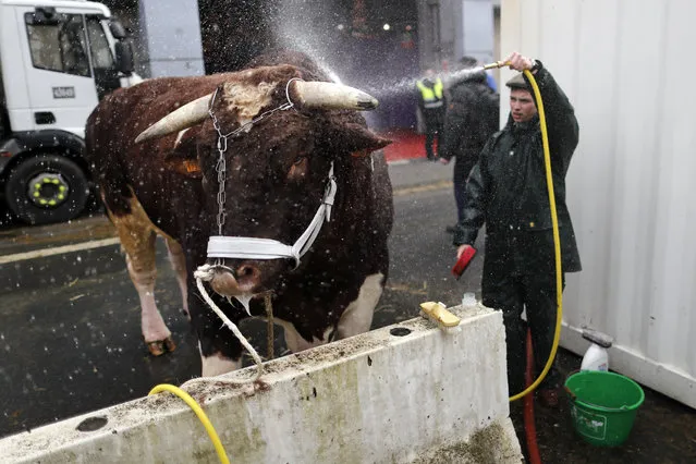 A French farmer sprays his bull with water as preparations continue on the eve of the opening of the International Agricultural Show in Paris, France, February 26, 2016. (Photo by Benoit Tessier/Reuters)