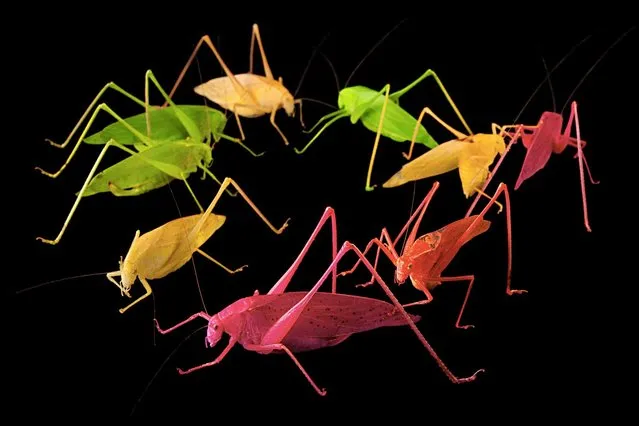 Katydids (pictured) are oblong-winged insects. Most of them are green, but a few have been found sporting bright colors: yellow, orange, even hot pink. Geneticists aren’t sure why. Entomologists suspect erythrism, an anomaly similar to albinism. Scientists working with a related species in Japan point to genetics over environmental factors. Meantime, recent mating trials in New Orleans have posited green as a recessive trait – good camouflage just makes them fittest for survival. Meaning it’s easier being green. (Photo by Joel Sartore/National Geographic)