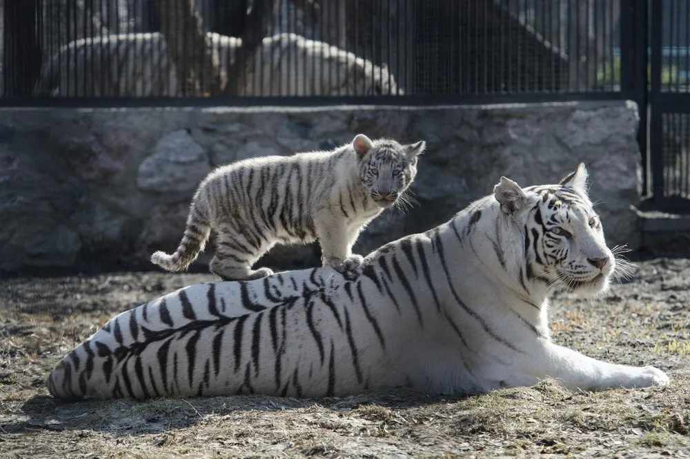 White Bengal Tiger Cubs in Novosibirsk Zoo