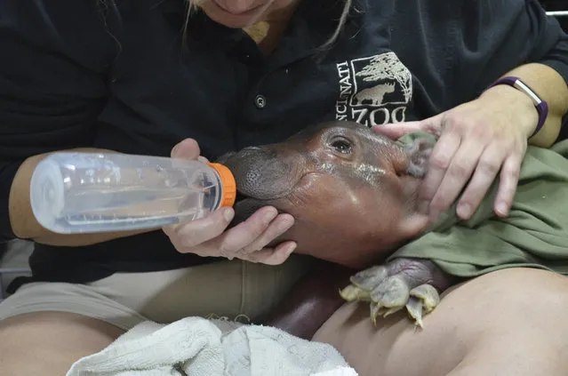In this photo provided by the Cincinnati Zoo & Botanical Garden a zoo employee using a bottle to provide fluids to a female Nile hippopotamus calf born to 17-year-old mother Bibi and 35-year-old father Henry Tuesday, January 24, 2017, six weeks before the anticipated March 2017 due date, at the zoo in Cincinnati. Cincinnati Zoo staffers are providing critical care to the prematurely born baby hippo which is the first Nile hippo born there in 75 years. (Photo by Michelle Curley/Cincinnati Zoo & Botanical Garden via AP Photo)