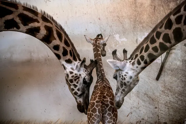 A twelve-days-old male Nubian giraffe calf (C) is framed by two adults in the animals' enclosure at the zoo in Prague, Czech Republic, 25 February 2019. According to Prague Zoo, the baby was born on 13 February 2019 and it is 84th giraffe birth in the zoo's history. (Photo by Martin Divíšek/EPA/EFE)