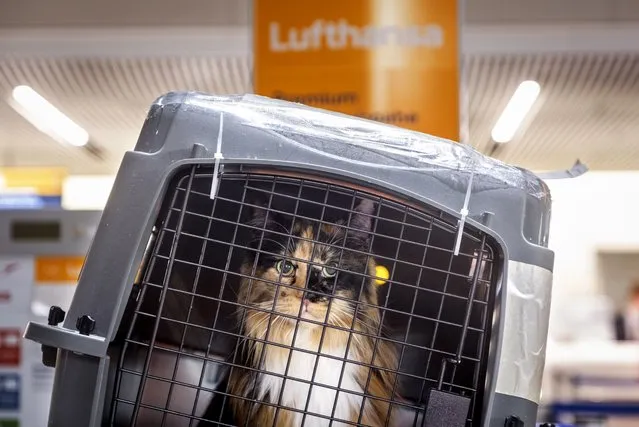 A cat looks out of a pet box at a Lufthansa counter at a terminal at the airport in Frankfurt, Germany, Wednesday, February 7, 2024. The ground staff of German Lufthansa airline went for a one-day warning strike on Wednesday causing the cancellation of hundreds of flights. (Photo by Michael Probst/AP Photo)