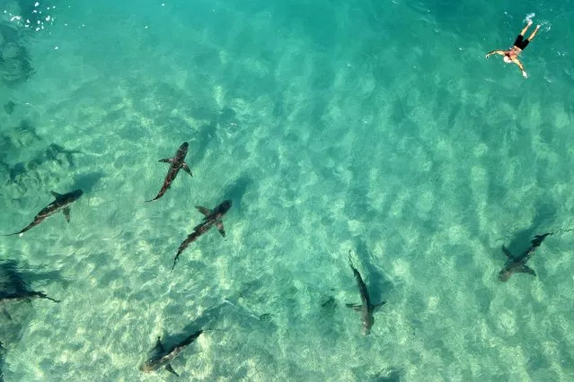 A free-diver swims next to Sandbar sharks in the Mediterranean sea near the northern Israeli coastal city of Hadera, on December 30, 2022. Dozens of Sandbar and Dusky sharks gathered off the coast of northern Israel, where the waters of the Mediterranean are warmer due to the impact of the Orot Rabin power plant. The special phenomenon attracts people for a rare opportunity to closely examine the wild animal. (Photo by Jack Guez/AFP Photo)