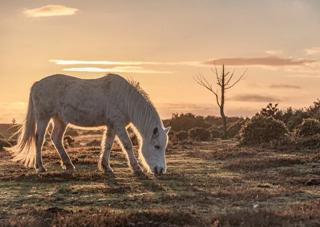 A pony in Frogham, a village situated in the heart of the New Forest park in Hampshire, UK, enjoys a sunset snack on February 18, 2024. (Photo by Claire Sheppard/Solent News)