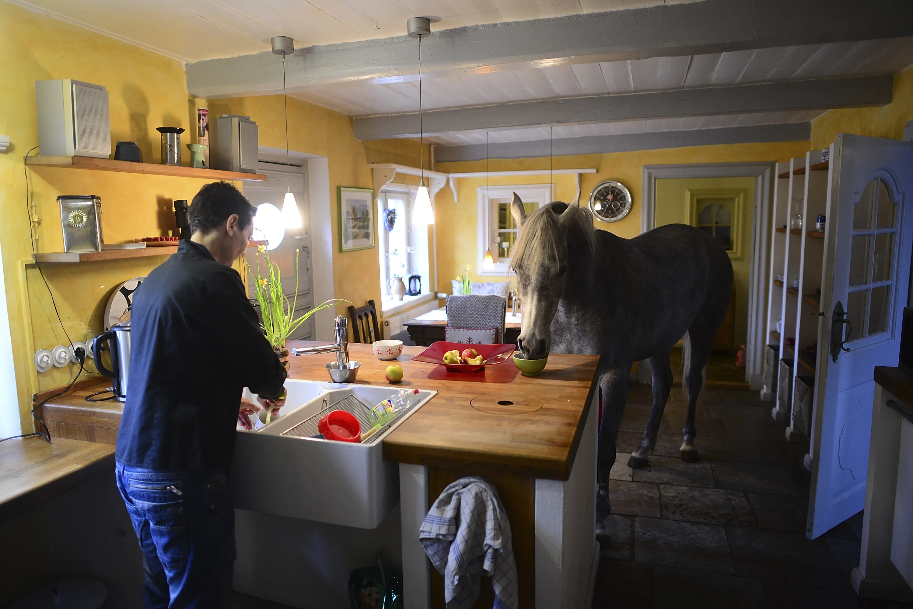 Мужик привел коня в квартиру. Лошадь в квартире. Конь ВВ квартире. Конь в доме. Конь на кухне.