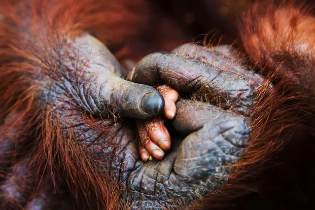 An orangutan cradles her infant’s hand in Sumatra, Indonesia on March 20, 2016. (Photo by Jami Tarris/Barcroft Media)
