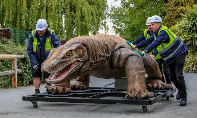 One of 13 enormous animatronic predators which have been created for Chester zoo’s exhibition about lost species in Chester, England on May 7, 2019. (Photo by Peter Byrne/PA Wire Press Association)