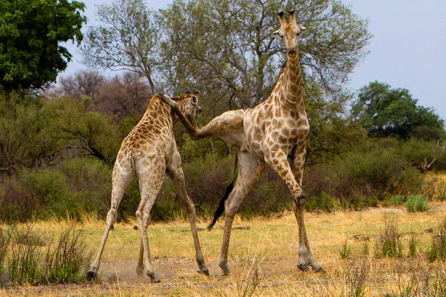 A giraffe lands a karate kick on a rival on the plains of Botswana. (Photo by Thomas Retterath/Caters News)
