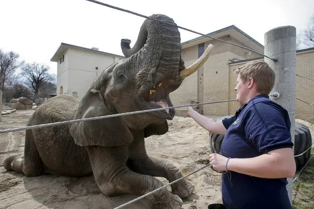 Elephant trainer Kim Doman feeds fruit to Tembo, the Topeka Zoo's African elephant, during a training session on Friday March 21, 2014 in Topeka, Kan. (Photo by Chris Neal/AP Photo/The Topeka Capital Journal)