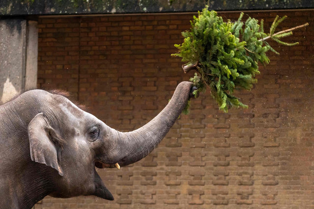 An elephant tosses a Chrismas tree at the Berlin Zoo, Germany, on December 29, 2021. Many of the Christmas trees left over after the festivity period end up as food for various animals in Berlin's zoo. (Photo by Odd Andersen/AFP Photo)
