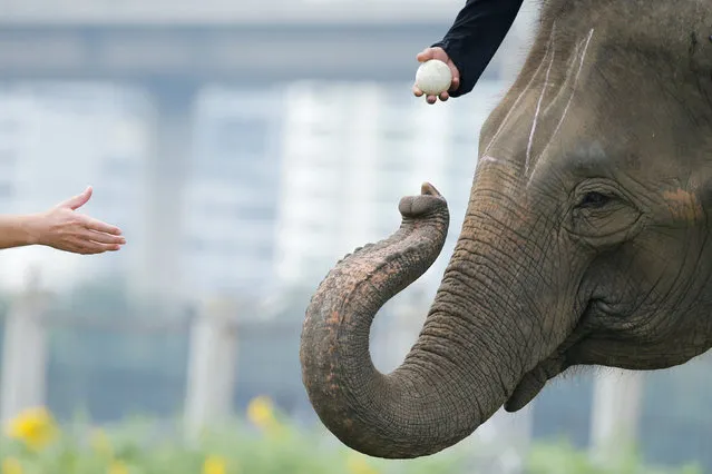 A referee asks for the ball during a match at the annual King's Cup Elephant Polo Tournament at a riverside resort in Bangkok, Thailand March 9, 2017. (Photo by Jorge Silva/Reuters)