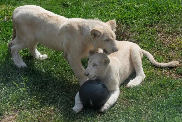 A young white lion couple -Kimba (L) and Zamara, a male and female of twelve and eleven months old respectively- is exhibited at the Parque de las Leyendas Zoo in Lima on January 4, 2022. The cubs, born in captivity at the Leon de Mexico Zoo, arrived as part of an exchange program for scientific and conservation purposes as declared by Giovanna Yépez, Deputy Manager of the Peruvian zoo. White lions are considered a rare endangered species mainly due to their inability to camouflage themselves from predators. (Photo by Cris Bouroncle/AFP Photo)