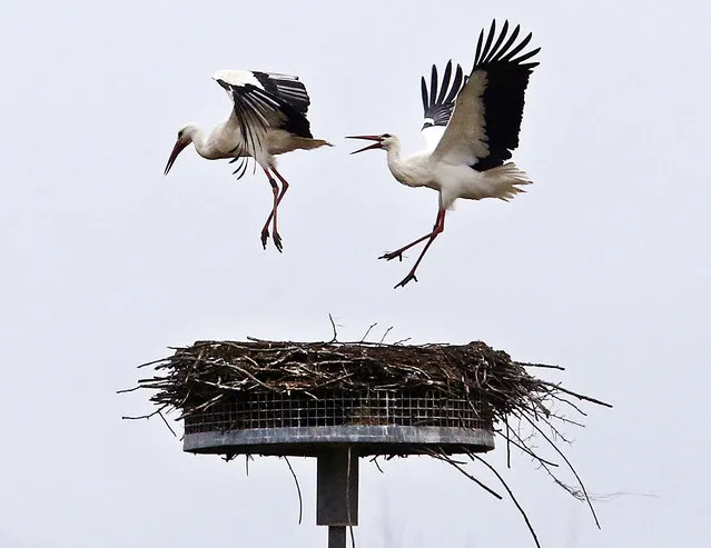 The stork at right chases away another stork from its nest in Biebesheim, south of Frankfurt, Germany, Monday, March 6, 2017. About 30 storks in the area are now looking for the right partner and nest. (Photo by Michael Probst/AP Photo)