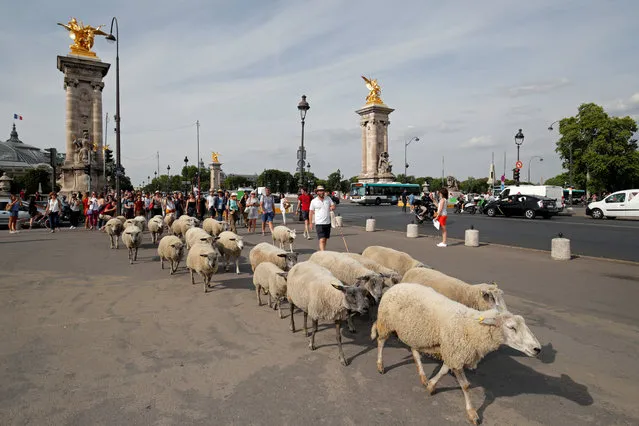 Shepherds and hikers guide a flock of sheep near the Alexandre III bridge during the last stage of the urban Transhumance of the Grand Paris (Greater Paris) in Paris, France, July 17, 2019. (Photo by Philippe Wojazer/Reuters)