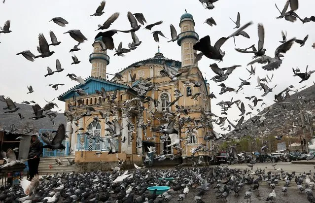 Pigeons fly outside Shah-Do Shamshira Mosque in Kabul, Afghanistan, March 17, 2016. (Photo by Rahmat Gul/AP Photo)