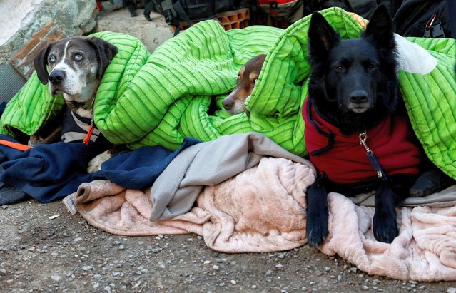Rescue dogs, of German International Search and Rescue (ISAR) team, covered in blankets rest as search and rescue operations continue, in the aftermath of a deadly earthquake, in Kirikhan, Turkey on February 9, 2023. (Photo by Piroschka van de Wouw/Reuters)