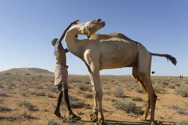 Ali Asair, who has left his family behind and traveled hundreds of kilometers in search for a pasture for his animals, attends to his camel in a pastoralists' settlement in the Bandarbeyla district in Somalia's semi-autonomous region of Puntland, Somalia, 24 March 2017. According to media reports, the United Nations says only 31 percent of 864 million US dollars appeal for a drought-hit Somalia is funded. The UN said the world is facing the largest humanitarian crisis since 1945, adding that more than 20 million people are facing the threat of famine in Somalia, Yemen, South Sudan and Nigeria and 1.4 million children could die from starvation this year. (Photo by Dai Kurokawa/EPA)