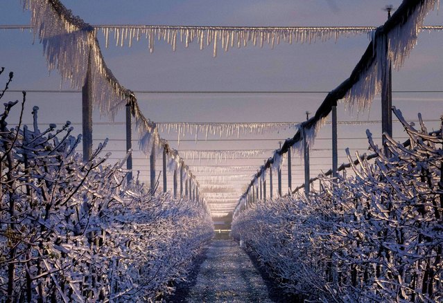 Morning light illuminates an alley of artificially frozen apple trees covered with melting ice in an orchard outside the village the village of Dunajska Luzna near Bratislava, Slovakia, in the early morning of April 5, 2023. Cherry, apple and pear growers of “Dobry Jezko” protect the blooming cherry flowers from freezing night temperatures by warming up the air with more then one thousand anti-frost candles, a minimum 400 pieces per hectar. (Photo by Joe Klamar/AFP Photo)