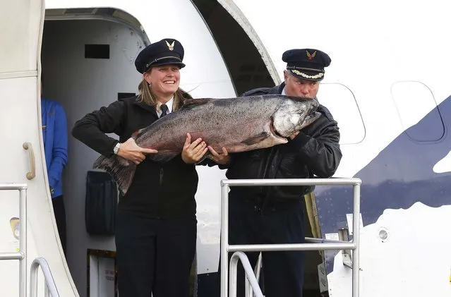 Alaska Airlines Capt. David Boshell kisses the 48 lb. Copper River King Salmon he carried out of his plane along with first officer Melissa Van Dyke after a flight from Cordova, Alaska to the Alaska Airlines Cargo facility in Seatac, Wash., near Seattle, on May 16, 2014. The cargo flight carried the first shipment of the year of Copper River salmon, which are highly prized for their oil content and flavor. (Photo by Ted S. Warren/Associated Press)