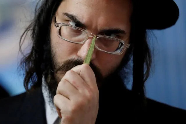 An ultra-Orthodox Jewish man inspects a palm frond used in rituals during the upcoming Jewish holiday of Sukkot in Ashdod, Israel on October 10, 2019. (Photo by Amir Cohen/Reuters)