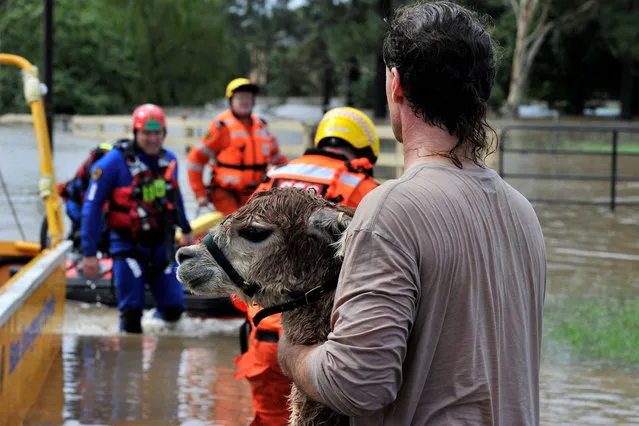 Volunteers from the State Emergency Service (SES) rescue a llama from a flooded farm house in western Sydney on March 3, 2022, as the area faces its worst flooding after record rainfall caused its largest dam to overflow. (Photo by Muhammad Farooq/AFP Photo)